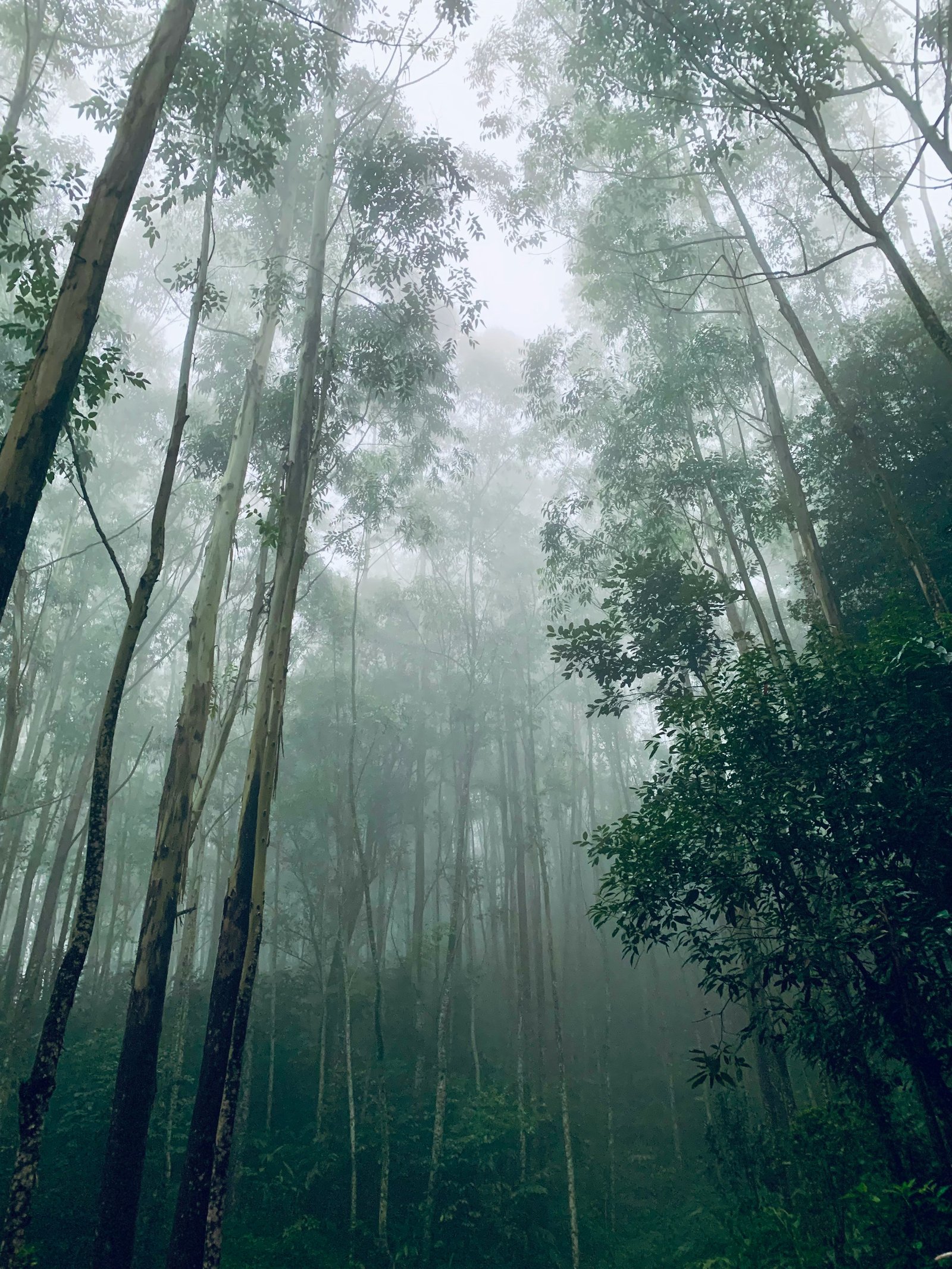 Kodaikanal